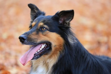 Australian Shepherd Portrait im Herbstlaub