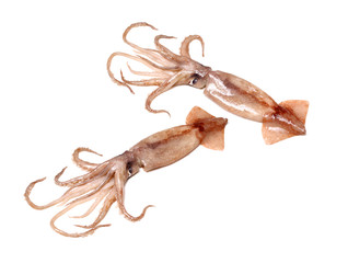 squid on white background