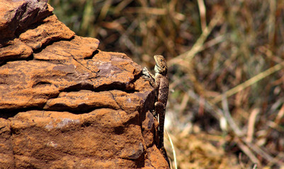 Rock agama clinging to rock