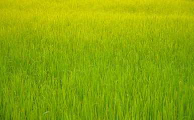 Obraz na płótnie Canvas Green rice field at the morning in the farm of famer, Nature Background