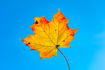 Ein einzelnes, verfärbtes und freigestelltes Ahornblatt