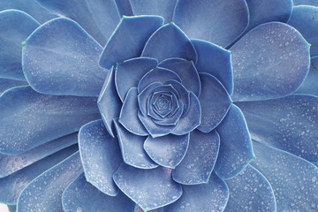 Macro abstract image of blue Succulent echeveria plant with rain droplets - nature texture...