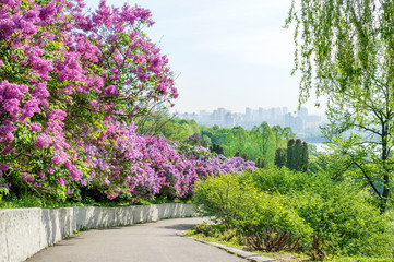 Lilac alley leading to Vydubichi monastery in Hryshko National Botanical Garden with Left bank view, Kiev, Ukraine