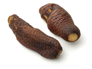 Cistanche deserticola Ma on white background