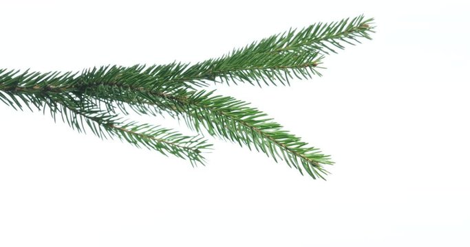 Green spruce branch on white background