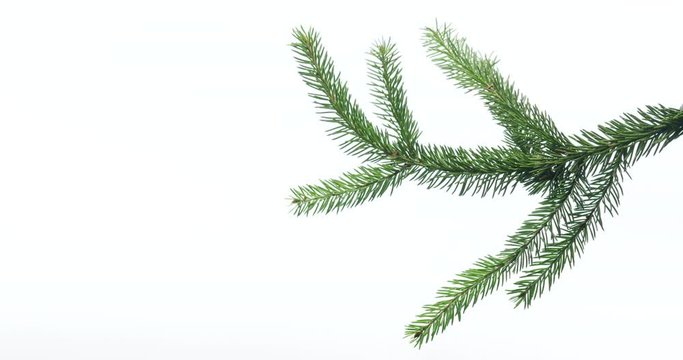Green spruce branch on white background