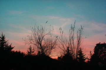 silhouette of a tree at sunset