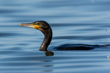 The great cormorant (Phalacrocorax carbo) feeding in sea