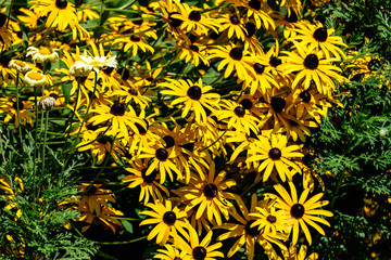Group of bright yellow flowers of Rudbeckia, commonly known as coneflowers or  black-eyed-susans,  in a sunny summer garden, in soft focus