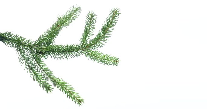 Green spruce branch on white background