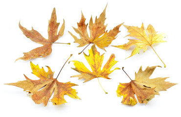 Dry beautiful colorful autumn leaves isolated on a white background.