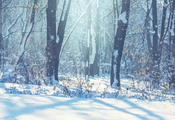 Tuinposter Winter forest © Galyna Andrushko