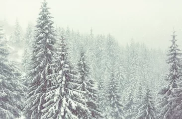 Rucksack Winter forest © Galyna Andrushko