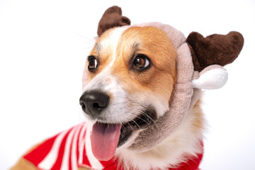 Close up portrait of cute corgi dog wearing funny hat with deer horns and red and white costume.