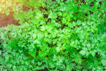 Obraz premium Parsley grows in the garden. Green background of parsley leaves, top view close-up. A bright Sunny day, the cultivation of plants. Background texture.