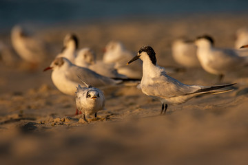 Few months old juvenile sandwich tern (Thalasseus sandvicensis) waiting for feeding