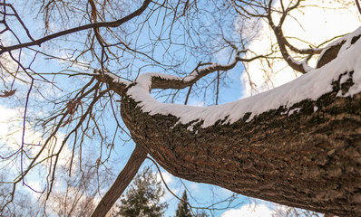 High angle view of winter tree with naked branches covered with snow layer