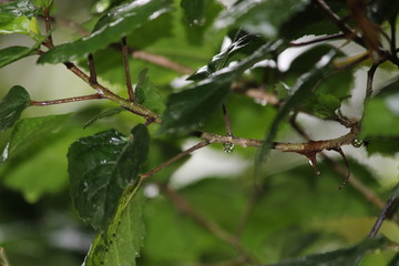 Green leaves in rain 