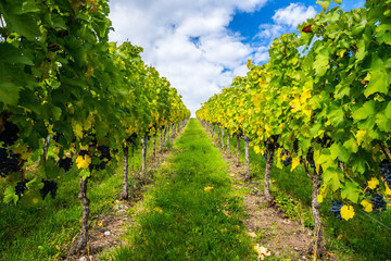 Fototapeta na wymiar Germany, Way alongside ripely vine plants in a vineyard in autumn harvest season full of blue grapevines