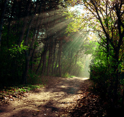 Fototapeta premium SONY DSC