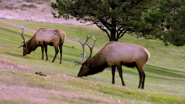 Footage - Elks Eating Wondering in the Field and Eating Grass- 4K