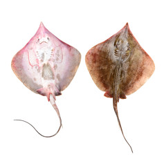 Fresh ray fish isolated on white background