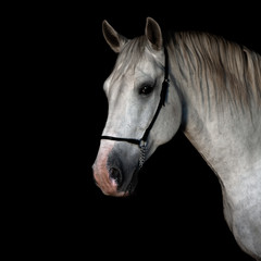 White lippizaner stallion portrait in show halter isolated on black background. Animal portrait with copy space.