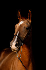 Fototapeta premium Chestnut don breed young horse isolated on black background. Animal close up portrait. 