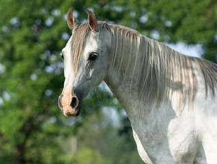 Fototapeta na wymiar Stunning arabian stallion standing outside in summer near trees free. Animal portrait.