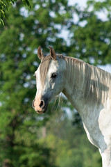 Stunning arabian stallion standing outside in summer near trees free. Animal portrait.
