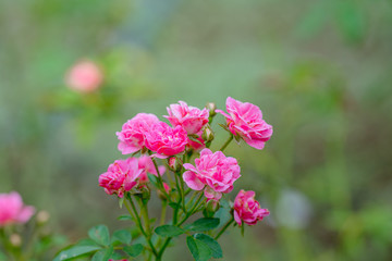 Blooming pink rose on blurred background, Rose pink bright morning