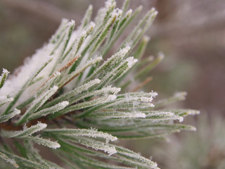Pine branches with needles covered with hoarfrost on frosty day. Winter background. Falling snow.