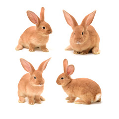 Baby of orange rabbit on white background