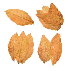 dry leaf tobacco closeup on the white background