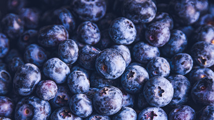 Surface is covered with a thick layer of blueberries. Natural background. Vaccinium uliginosum bog bilberry, bog blueberry, heath food.