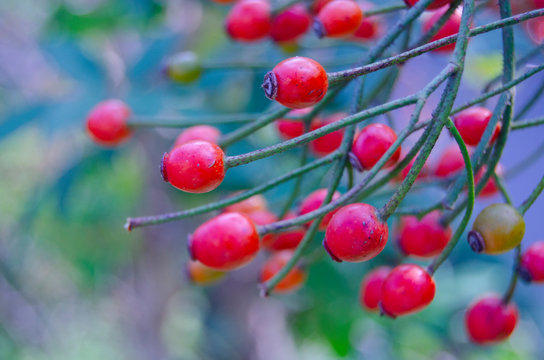 いばら Images – Browse 369 Stock Photos, Vectors, and Video | Adobe Stock