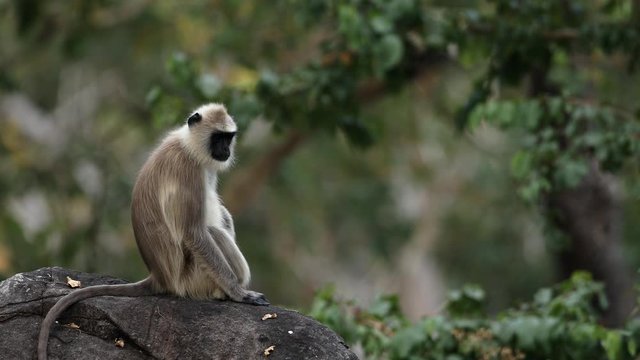Grey Langur