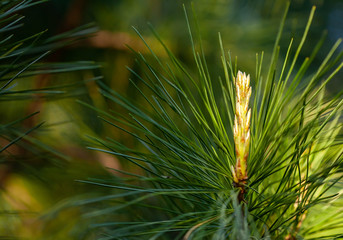 pine tree branch cedar close-up in sunlight.  long needles and flower early in the summer.