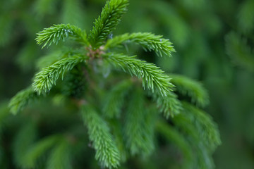 branch of a coniferous tree-a Christmas tree close-up in sunlight.  long needles and flower early in the summer.