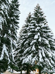 Fototapeta premium pine tree in snow