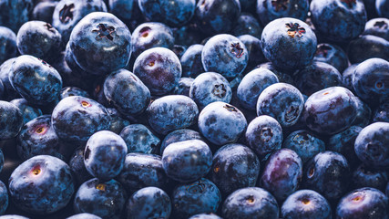 Surface is covered with a thick layer of blueberries. Natural background. Vaccinium uliginosum bog bilberry, bog blueberry, heath food.