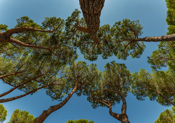 looking up through tree tops of pine trees to the blue sky