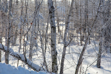 Birch trees in the forest in the snow