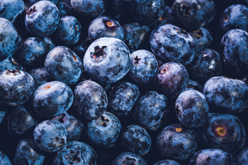 Surface is covered with a thick layer of blueberries. Natural background. Vaccinium uliginosum bog bilberry, bog blueberry, heath food.