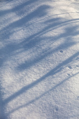 Fototapeta na wymiar The shadow of the trees in the snow