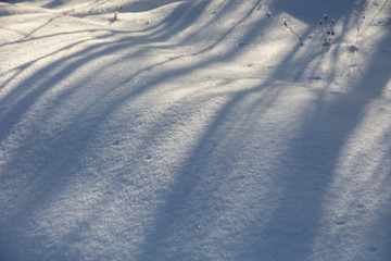The shadow of the trees in the snow
