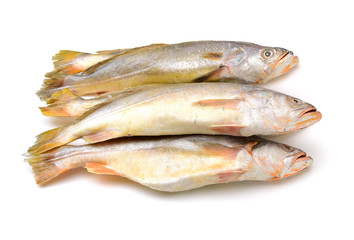 Yellow Croaker Fish On White background 