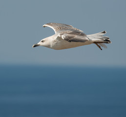 seagull in flight over horizont