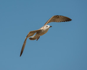 seagull in flight on blue sky