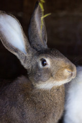 rabbit on a wooden background